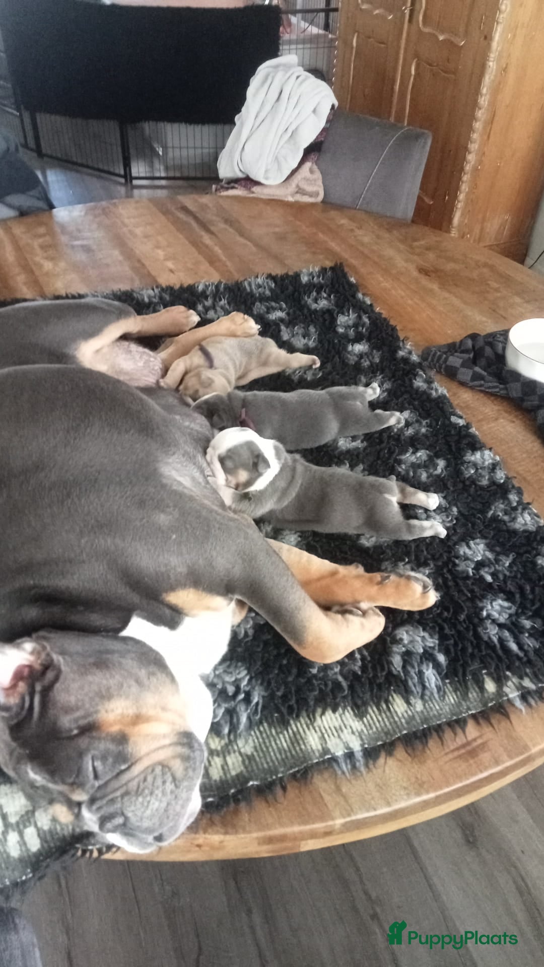 Engelse Bulldog honden New English Bulldog/ Old English Bulldog pups  - Advertentie 2