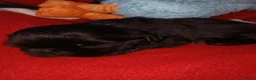 Shih Tzu honden te koop: Lieve leuke raszuiver shih tzu pups - Advertentie 21