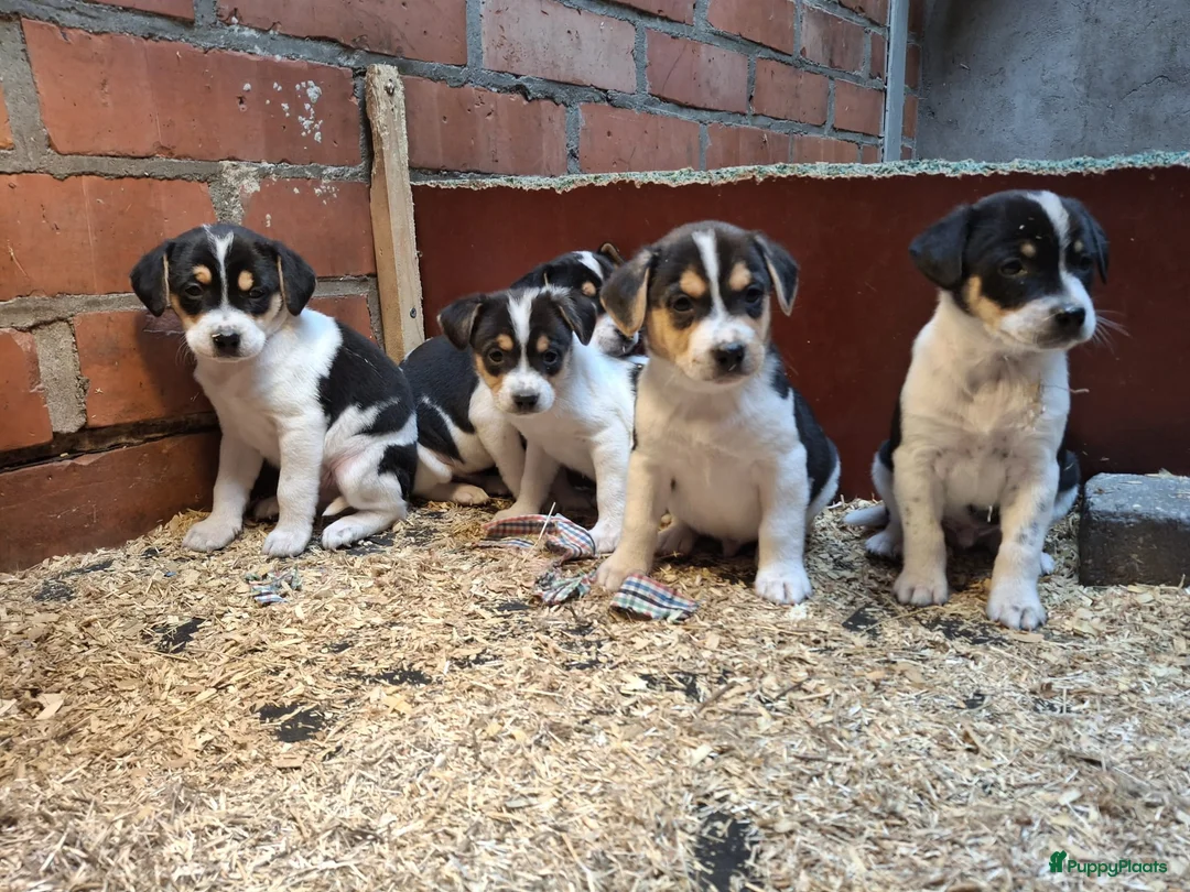 Fox Terriër Gladhaar honden te koop: boerenfox pups - Advertentie 2