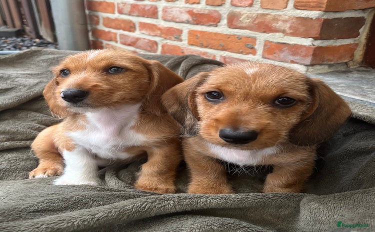 Ruwhaar Teckel honden - Advertentie 2