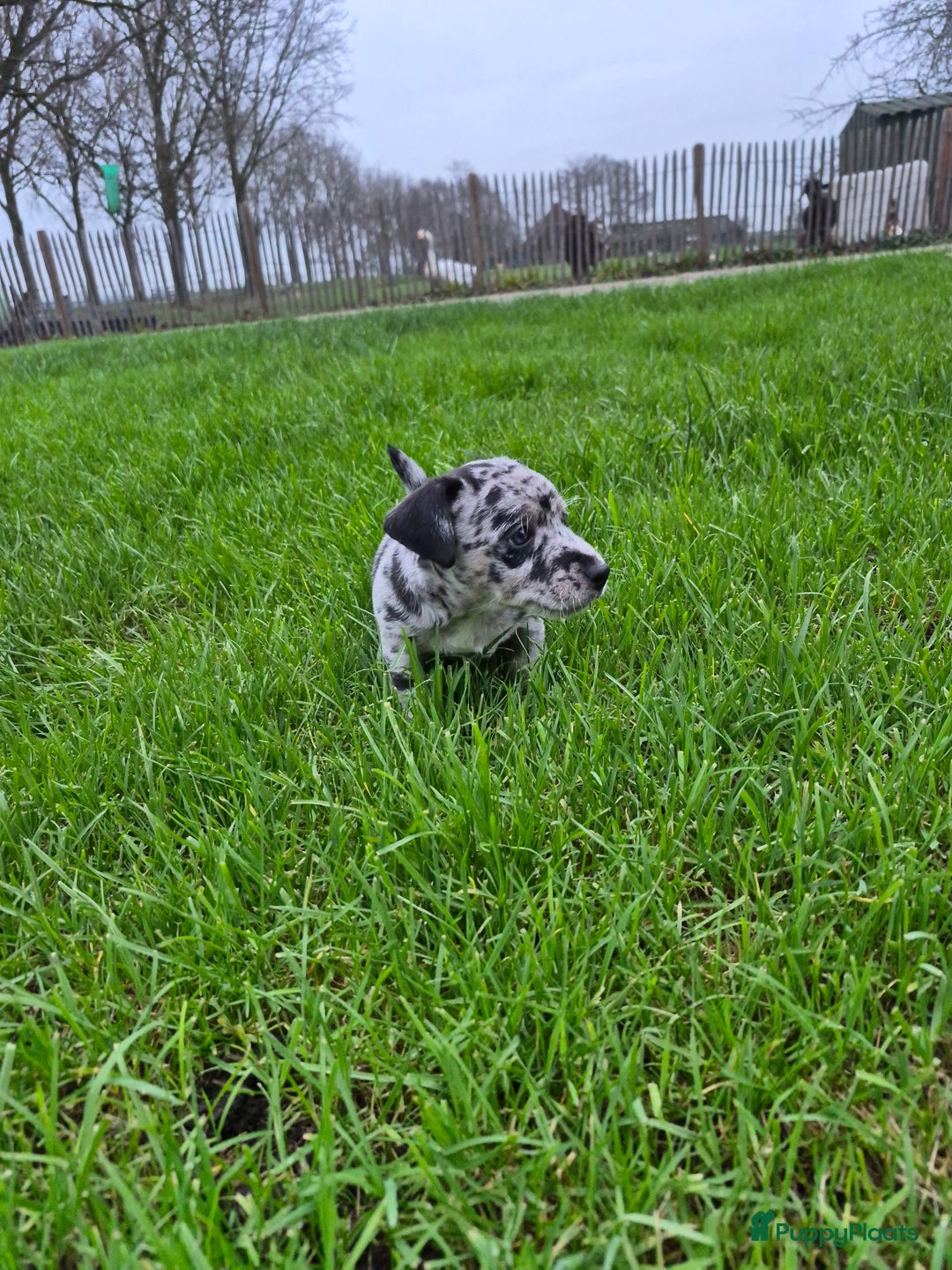 Jack Russel Terriër honden te koop: Merle Jackrussel te koop - Advertentie 11