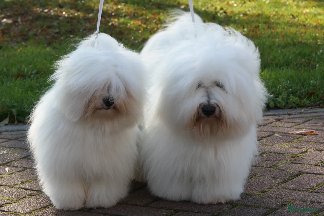 Galerij afbeelding {{count}}