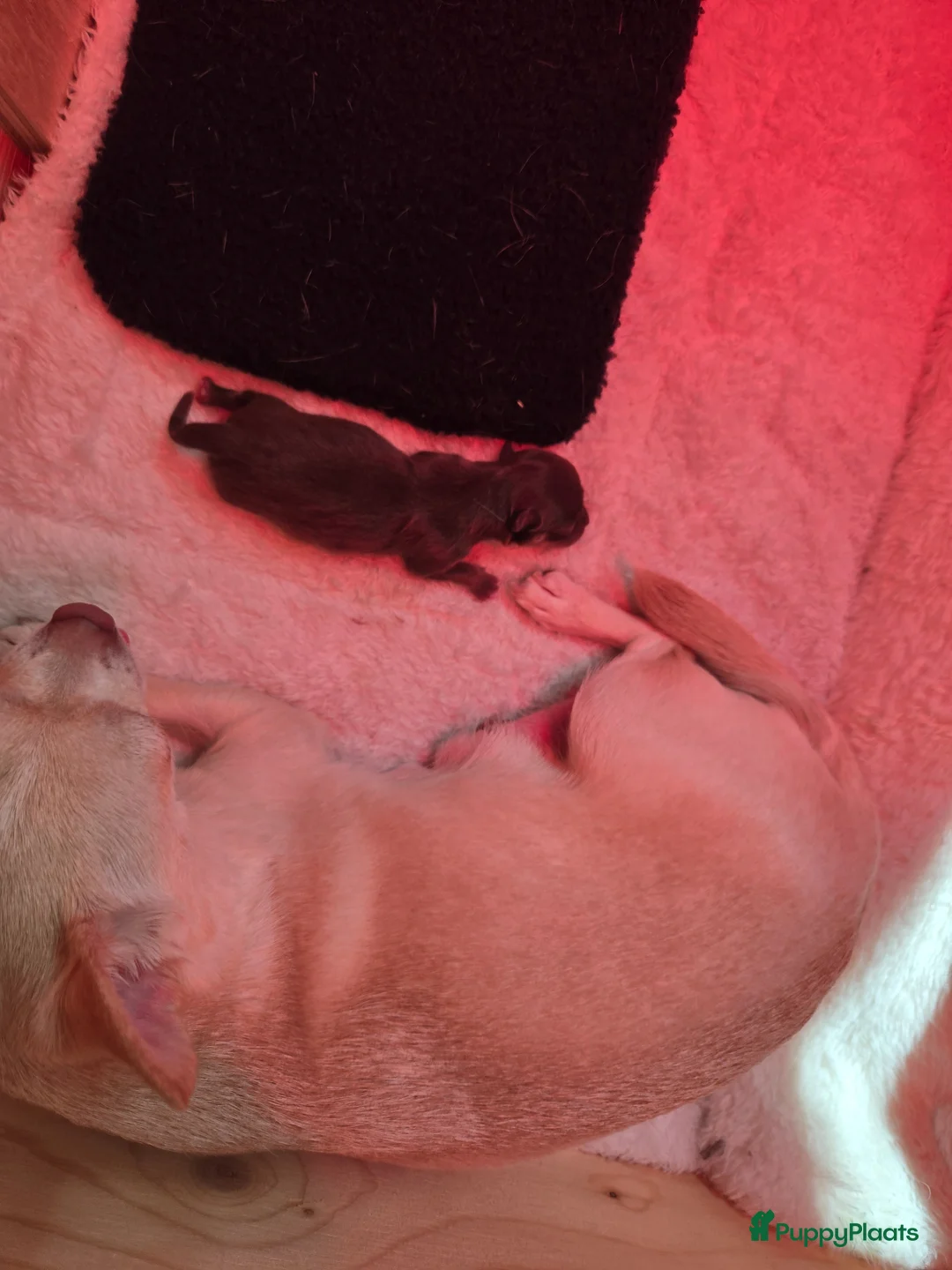 Chihuahua honden te koop: Choco tan  - Advertentie 2