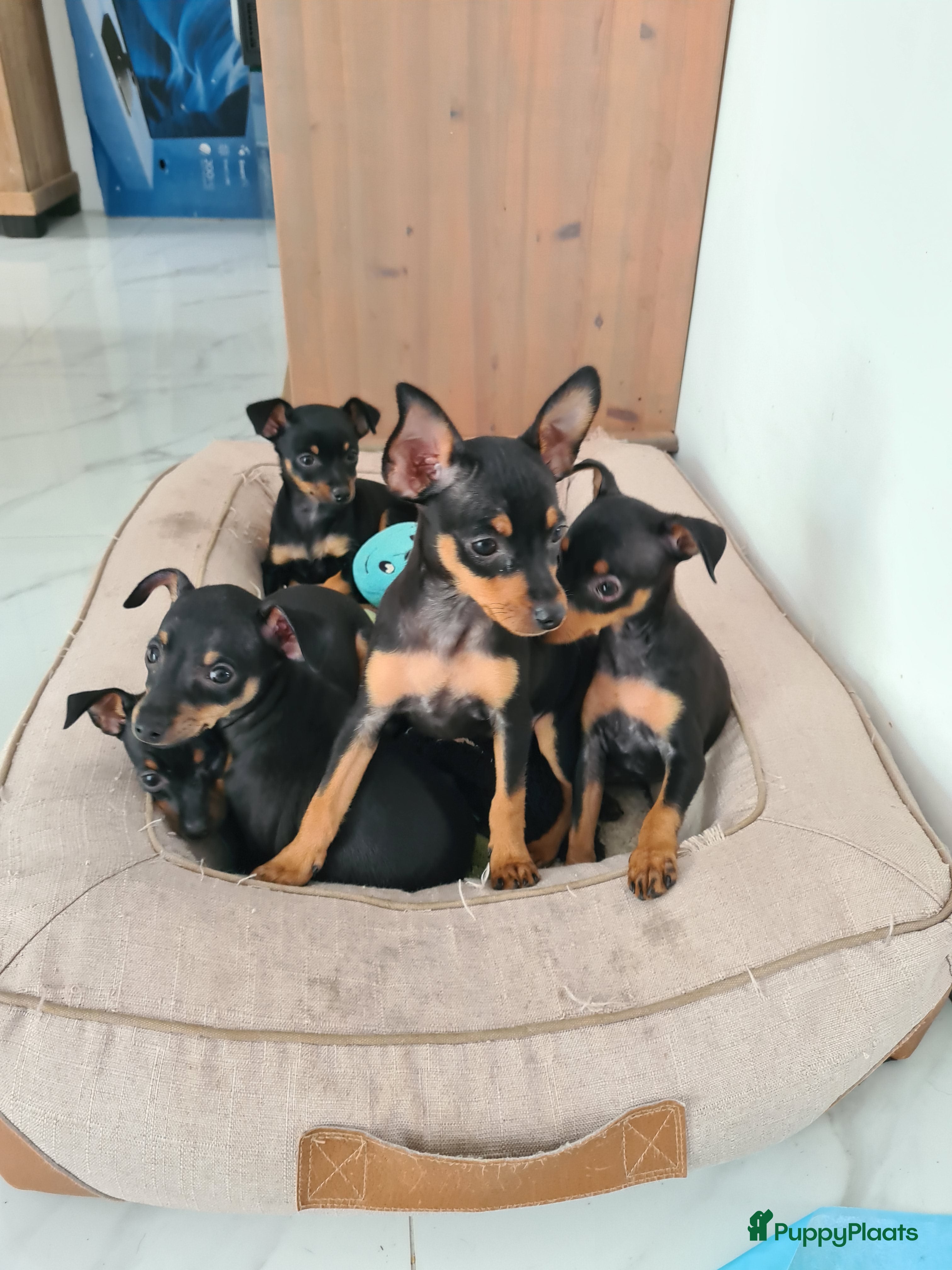 Praagse Rattler honden 100% Praagse rattler kleine hond  - Advertentie 2