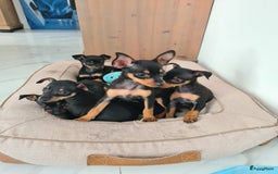 Praagse Rattler honden te koop: 100% Praagse rattler kleine hond  - Afbeelding 1