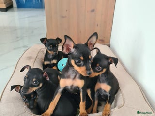 Praagse Rattler honden 100% Praagse rattler kleine hond - Advertentie 2