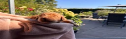 Australian Labradoodle honden te koop: Australische labradoodle pups - Advertentie 7