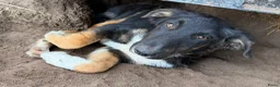 Kruising honden ter adoptie: Dexter - Advertentie 5