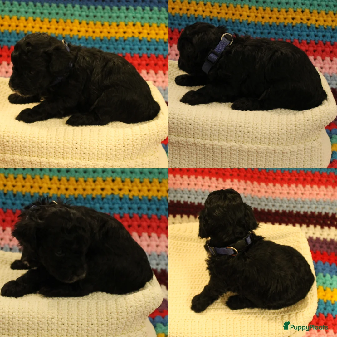 Maltipoo honden te koop: Fantastisch zwarte Maltipoo F1b 🥰 Anti-allergie - Advertentie 27