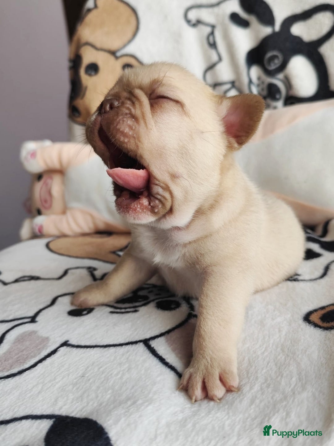 Franse Bulldog honden te koop: Franse bulldog pups - Advertentie 14