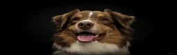 Australian Shepherd honden te koop: Australian shepherd pups ( nog 3 beschikbaar  - Advertentie 18