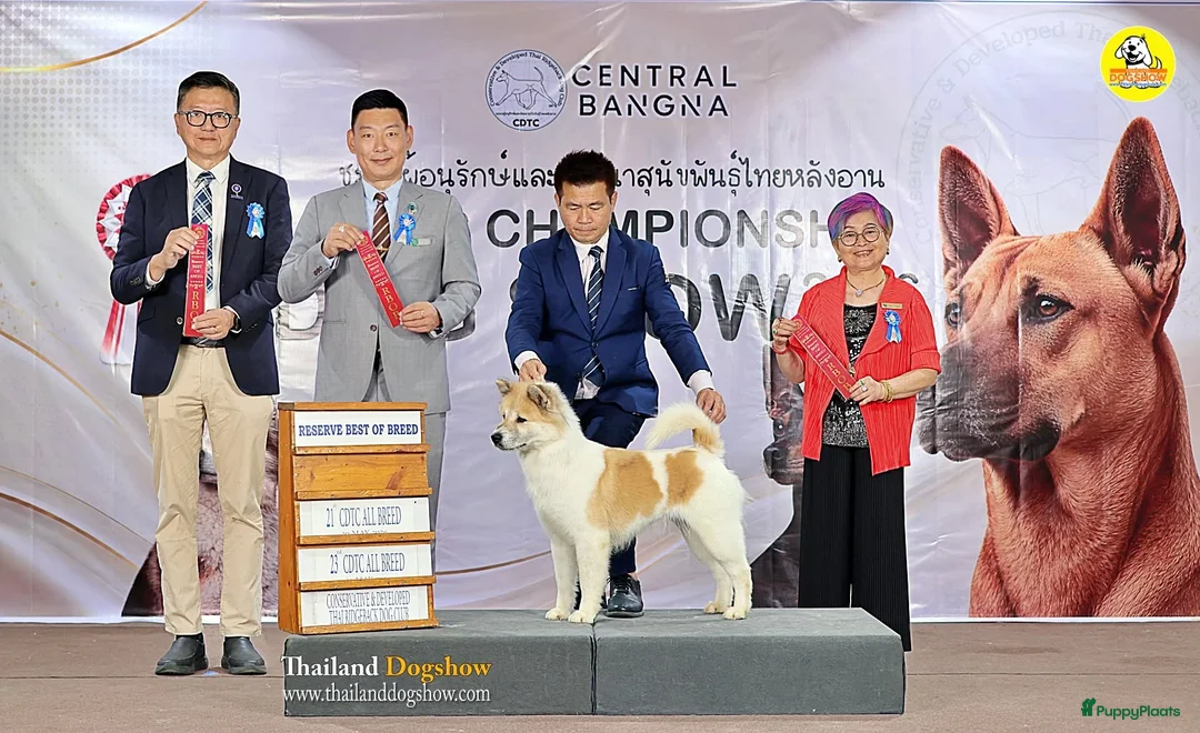 Thai Bangkaew Dog honden te koop: Thai Bangkaew pups - Advertentie 1