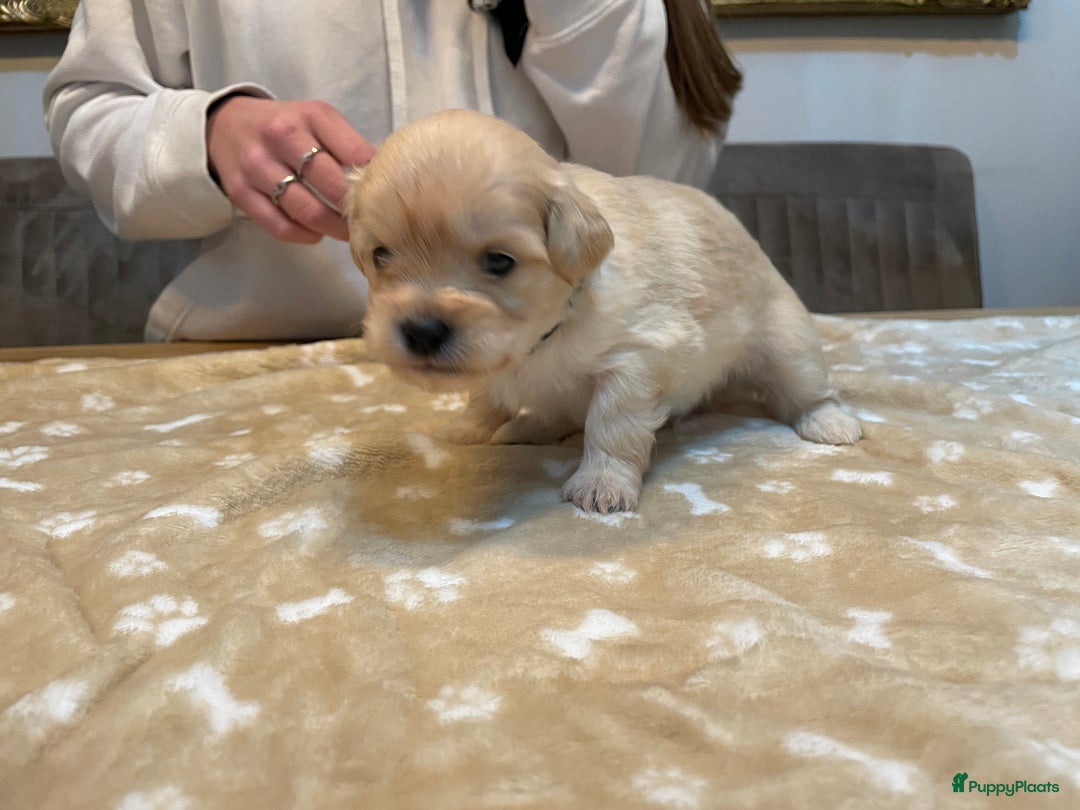 Kruising honden te koop: Boompoo pups, Boomer X Toy poedel - Advertentie 11