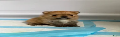 Pomeriaan Puppy 1