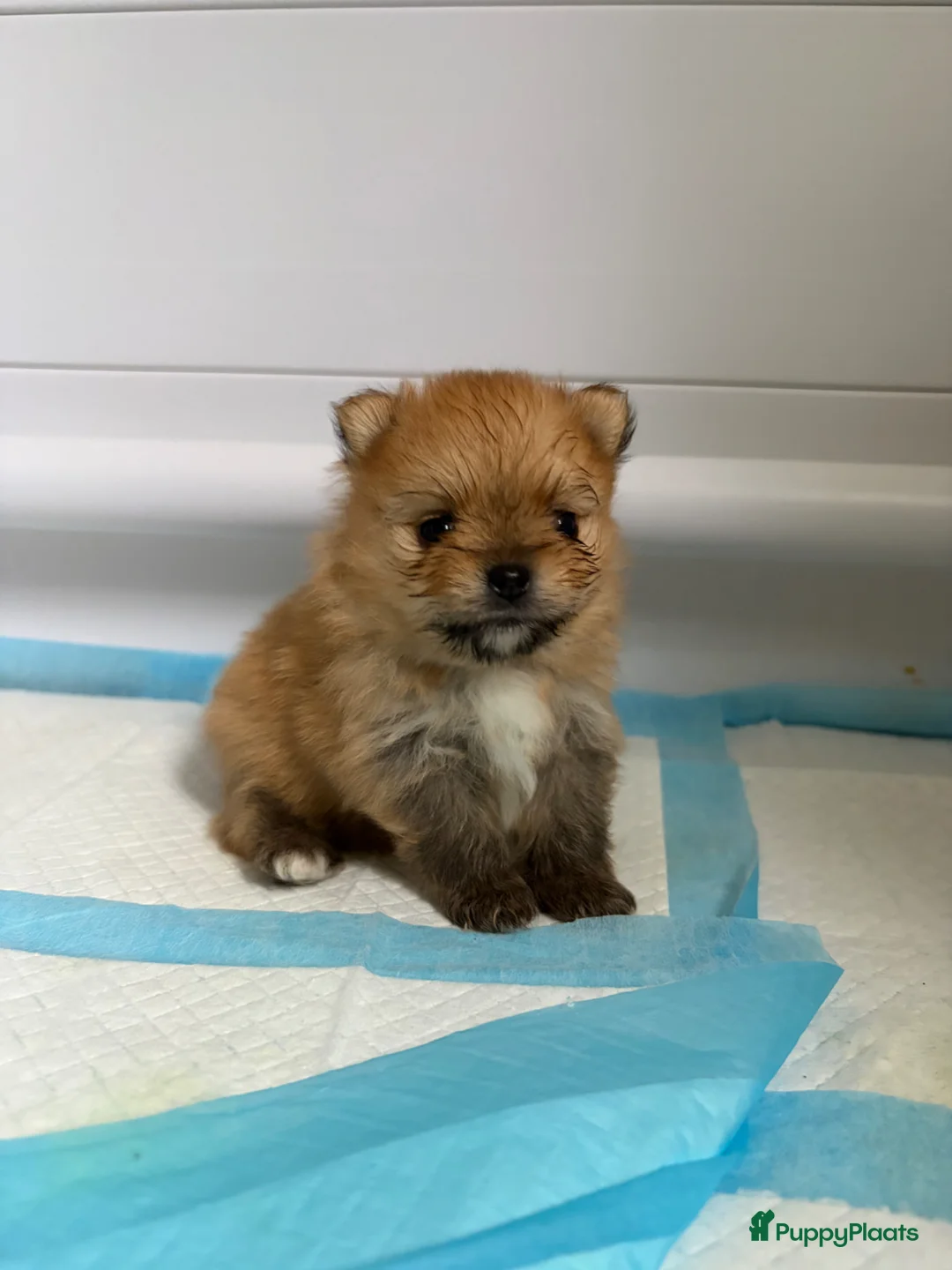 Pomeriaan honden te koop: Pomeriaan pups - Advertentie 9