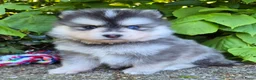 Kruising honden te koop: Pomsky x shiba inu (1/4) pups - Advertentie 7