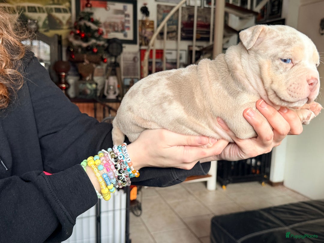 Amerikaanse Bully honden te koop: American bully pocket pups - Advertentie 3