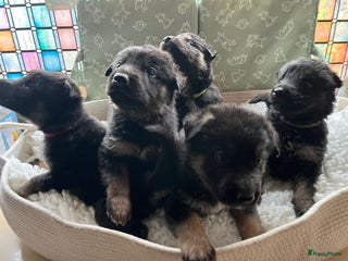 Duitse Herder honden Oud Duitse herder x mix pups zoeken 💛 huisje - Advertentie 3