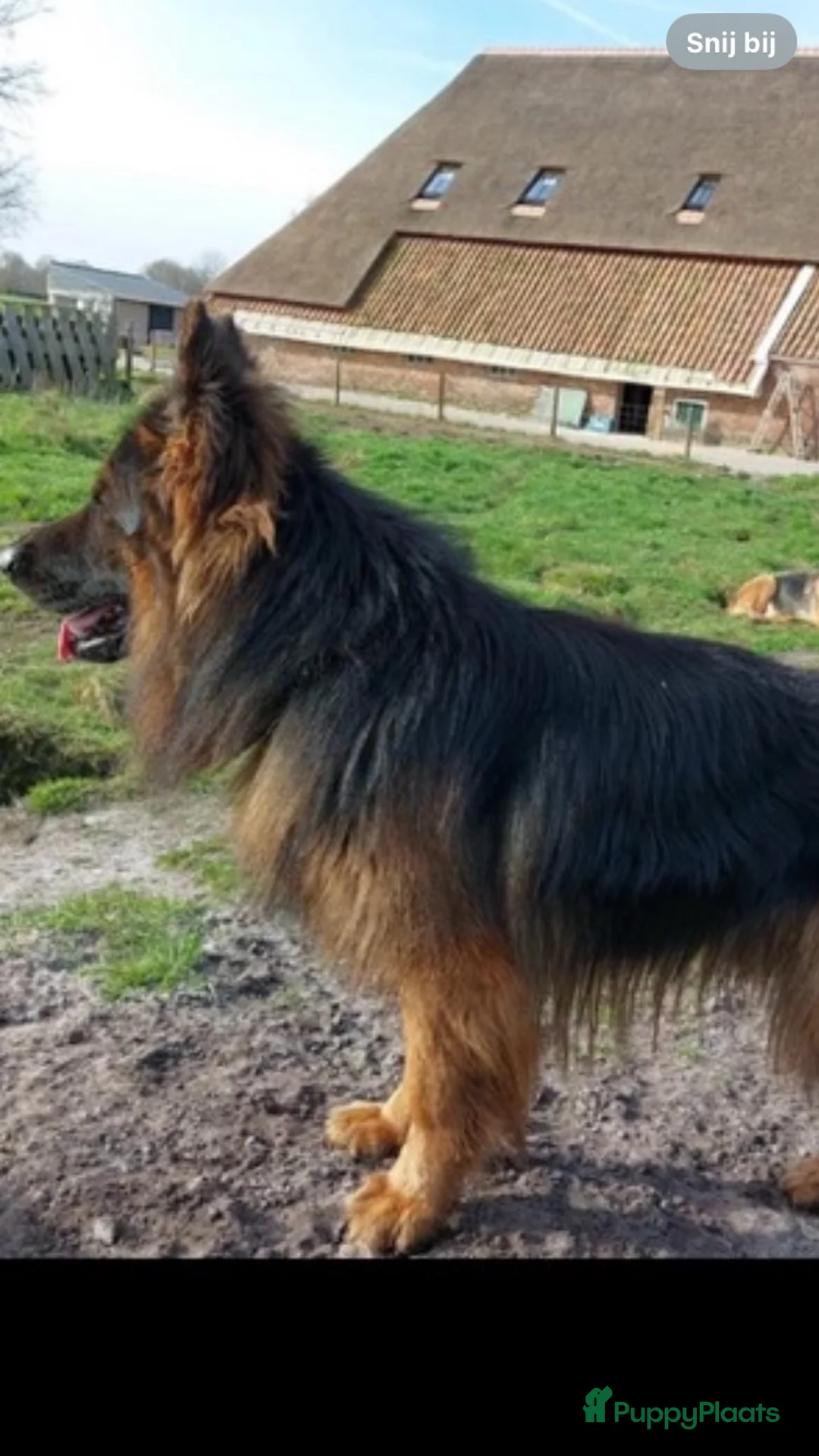 Duitse Herder honden te koop: Langharige Duitse herder puppy’s met rechter rug.  - Advertentie 24