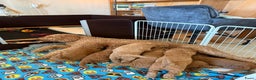 Goldendoodle honden te koop:  Prachtige F3 Doodle Pups van Roos & Sem - Advertentie 16