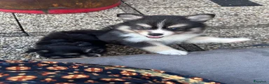 Pomsky 2