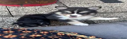 Pomsky honden te koop: 6 pomskys in Langeweg - Advertentie 5