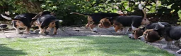 Beagle honden te koop: beagle pups  - Advertentie 11
