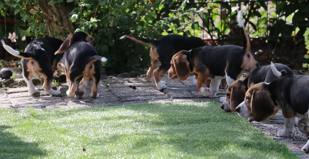 Beagle honden te koop: beagle pups  - Advertentie 11