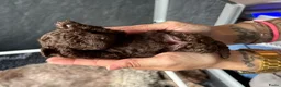 Kruising honden te koop: Prachtige hypoallergene pups te reserven - Advertentie 3