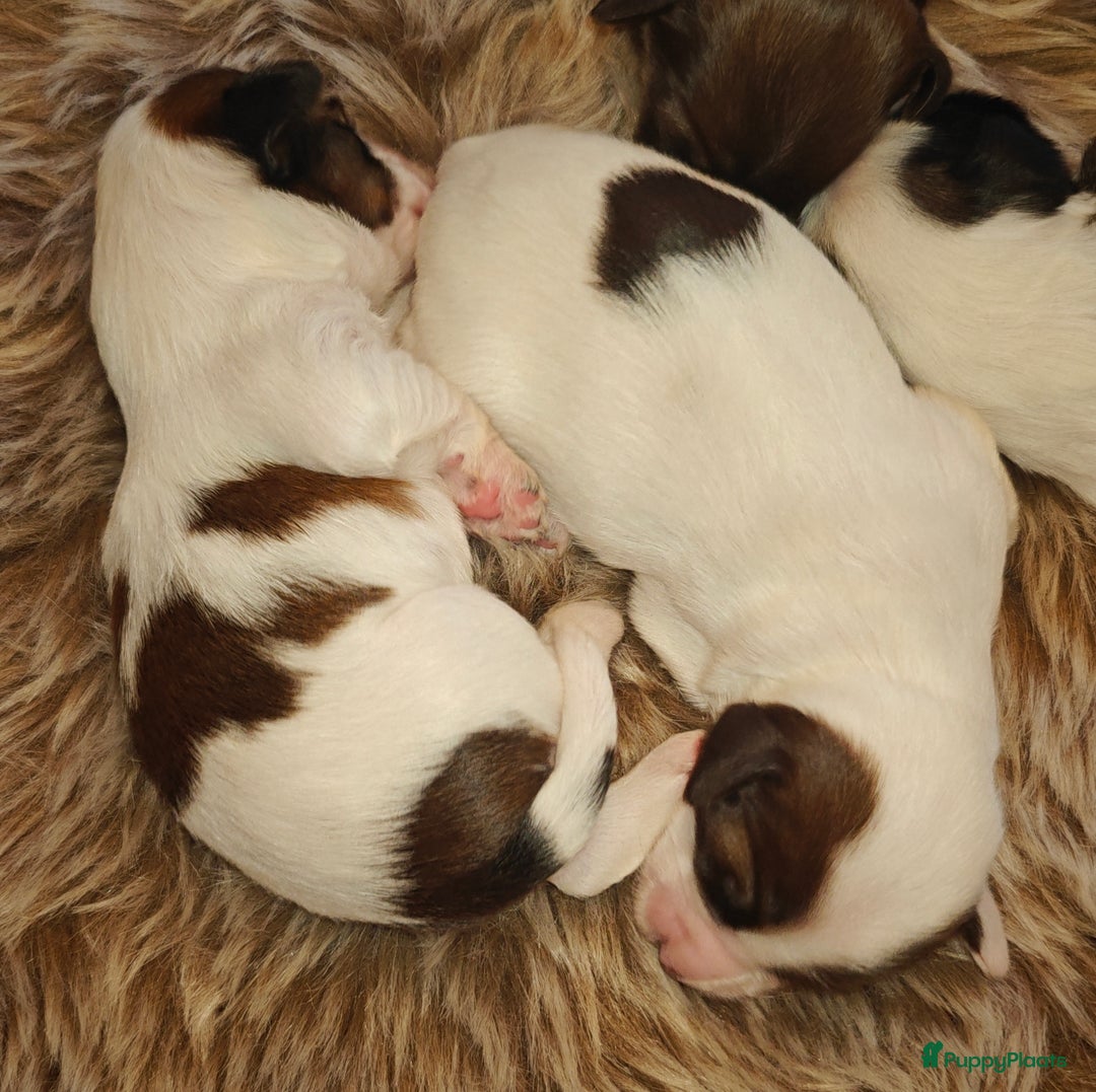 Tibetaanse Terriër honden te koop: Tibetaanse Terriërs  - Advertentie 11