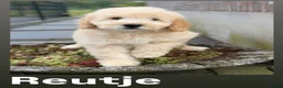 Labradoodle honden te koop: Labradoodle F4 medium pups Mogen het nest verlaten - Advertentie 8