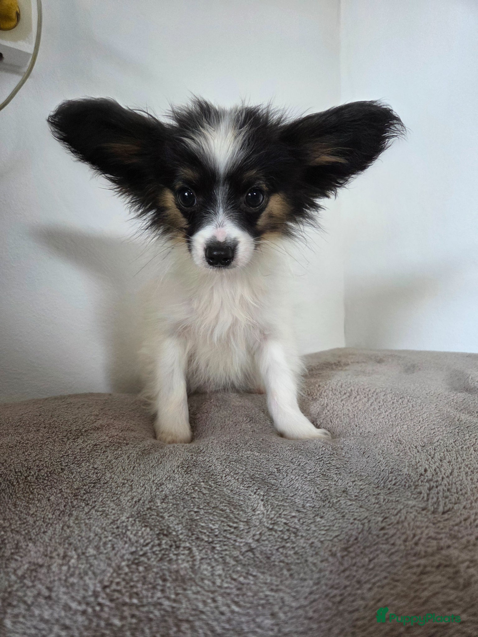 Vlinderhondje honden te koop: Vlinderhond papillon reutjes beschikbaar FCI - Advertentie 7