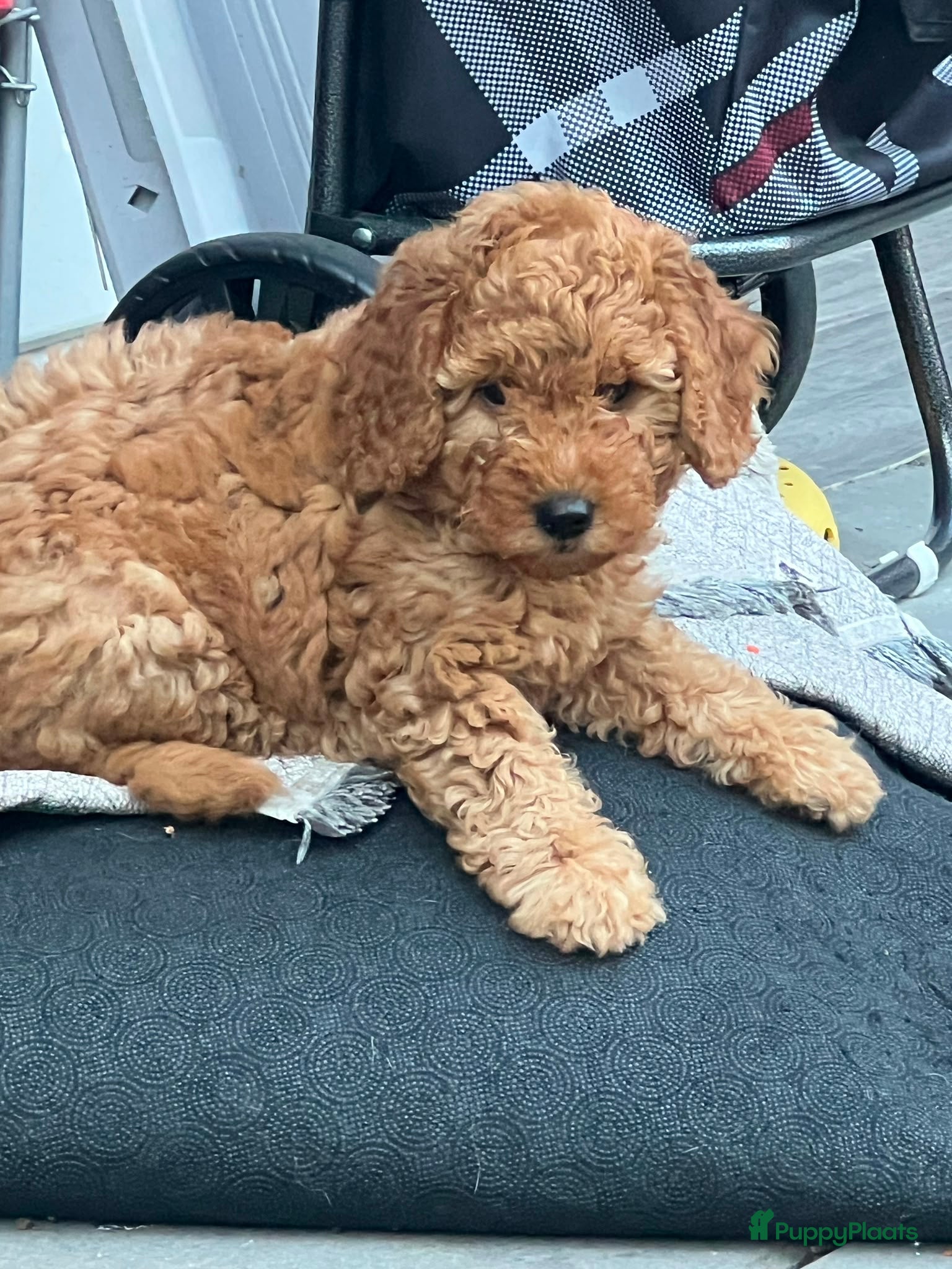 Poedel honden Een nieuw thuis voor onze puppy's. - Advertentie 2