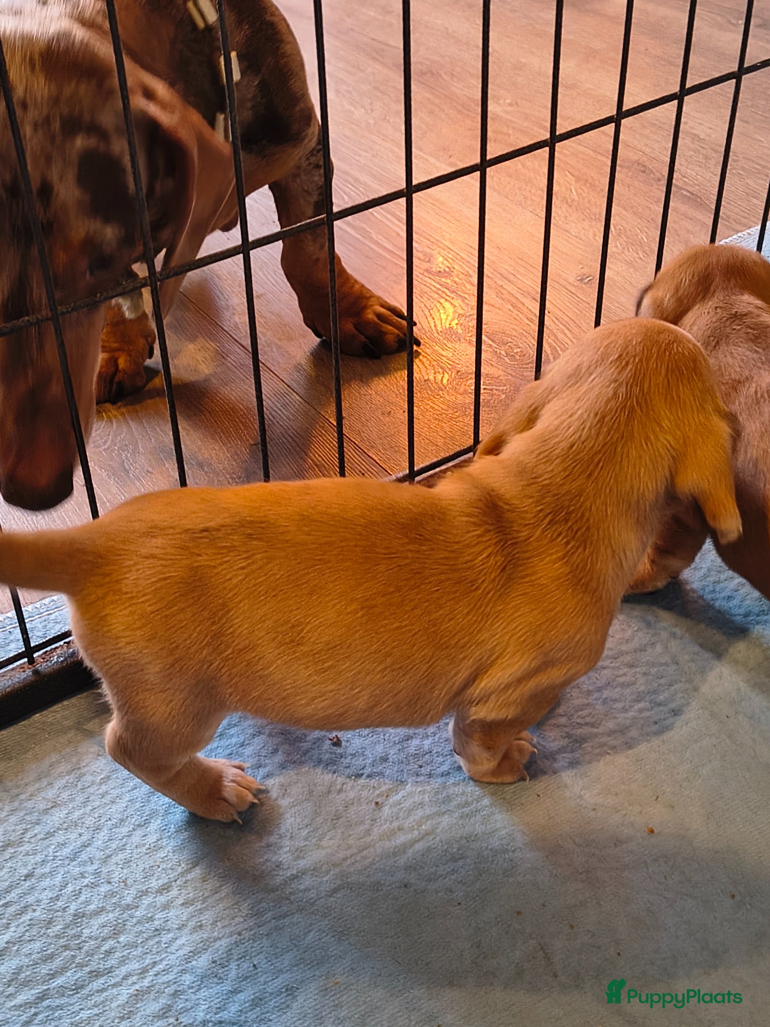 Kruising honden Kort harige teckel puppy's  - Advertentie 4