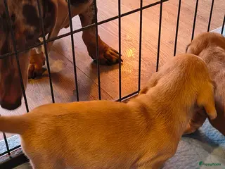 Kruising honden Kort harige teckel puppy's - Advertentie 4
