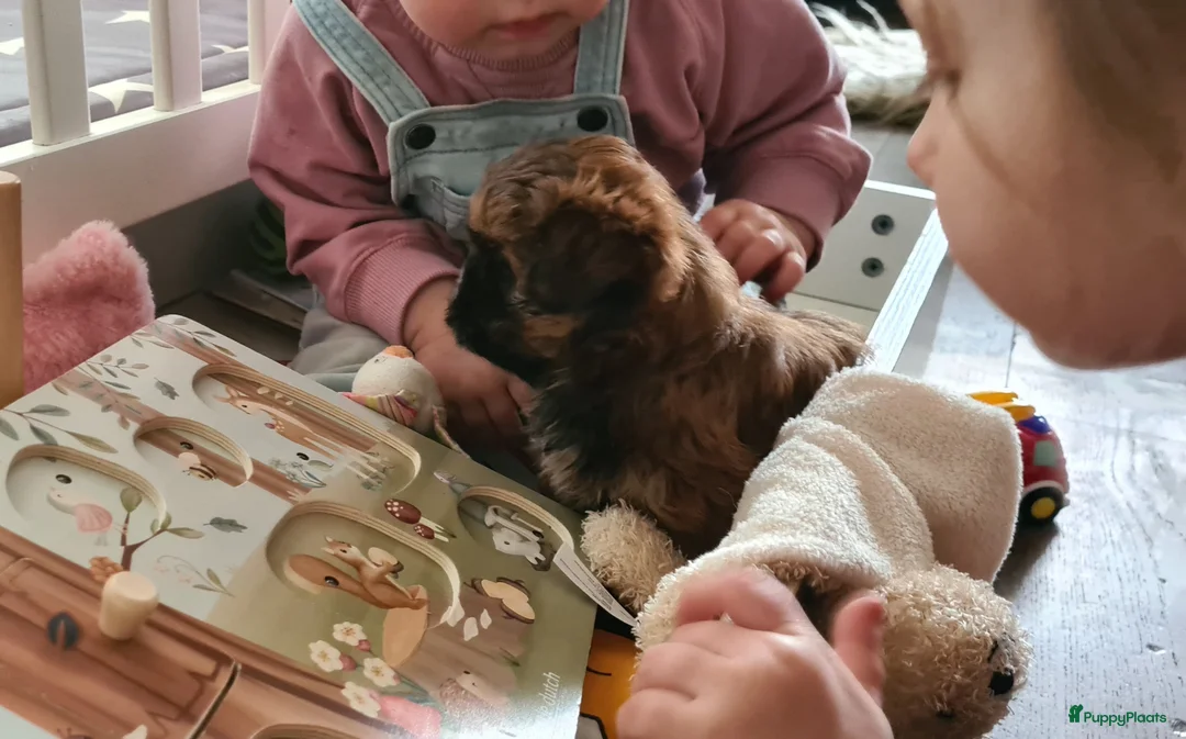 Shihpoo honden te koop: Lieve mooie shipoo pupjes  - Advertentie 2