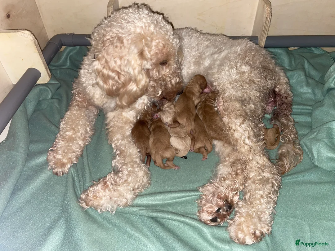 Kruising honden te koop: Lieve labradoodle / Australian labradoodle pups - Advertentie 5