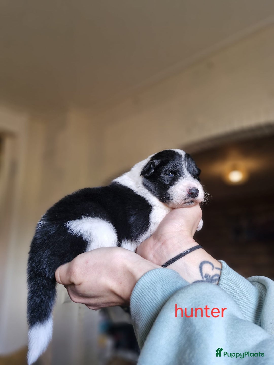 Kruising honden te koop: Zachtaardige Samollie  - Advertentie 3