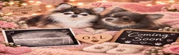 Chihuahua honden te koop: Chihuahua pupjes  - Advertentie 1