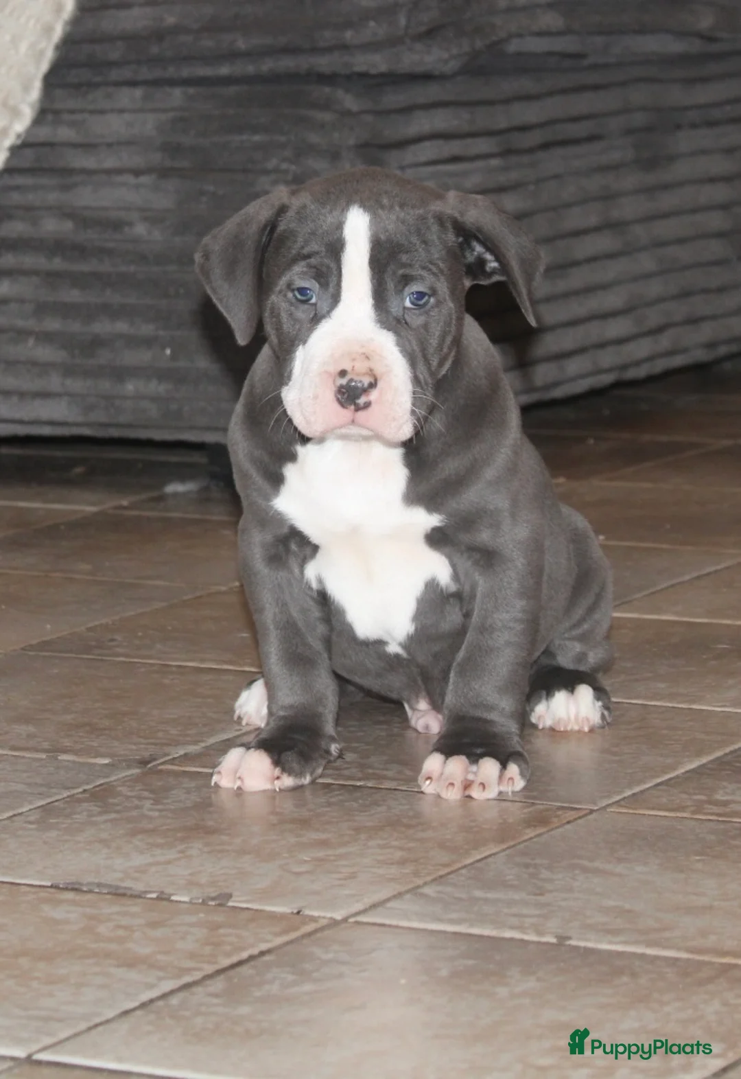 Amerikaanse Bully honden te koop: American Bully Pups ABKC stamboom België  - Advertentie 11