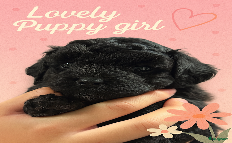 Maltipoo honden - Advertentie 15