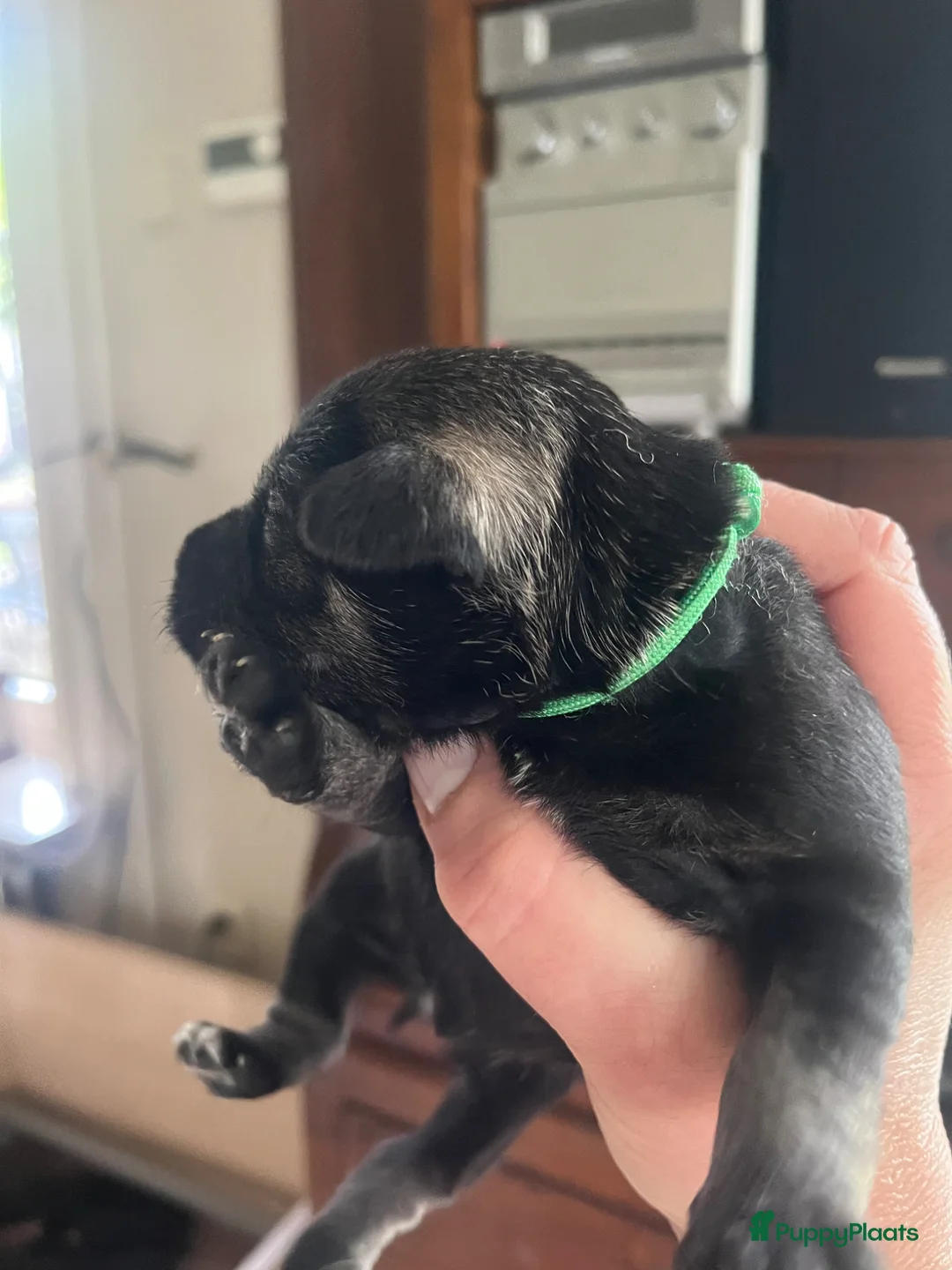 Dwergschnauzer honden te koop: Dwergschnauzer pup peper en zout (nog 1 reutje) - Advertentie 2