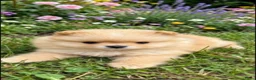 Pomeriaan honden te koop: Pomeriaan  - Advertentie 3