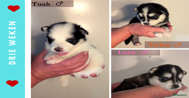 Pomsky honden - Advertentie 8