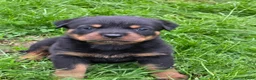 Rottweiler honden te koop: Prachtig mooie Rotweiler pups te koop! - Advertentie 4