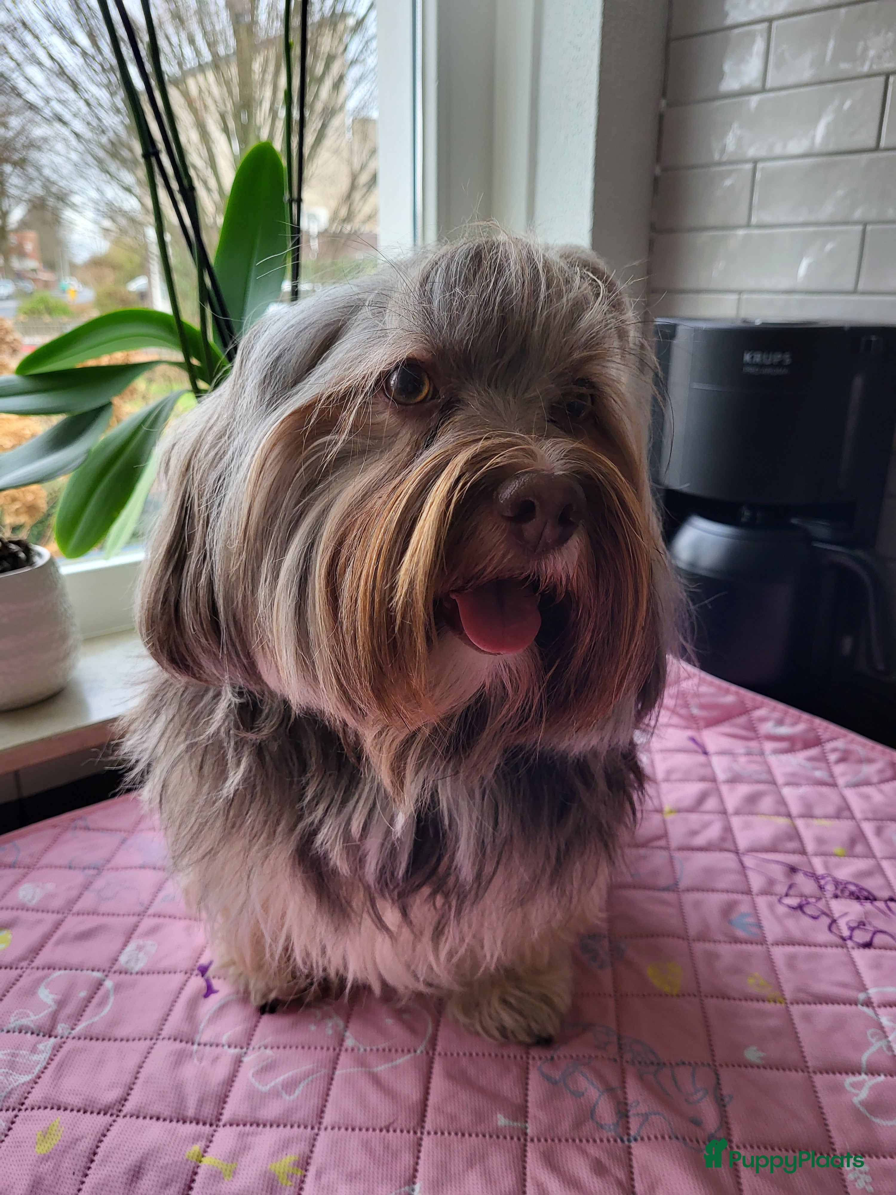 Havanezer honden Havanezer pups met FCI stamboom - Advertentie 1