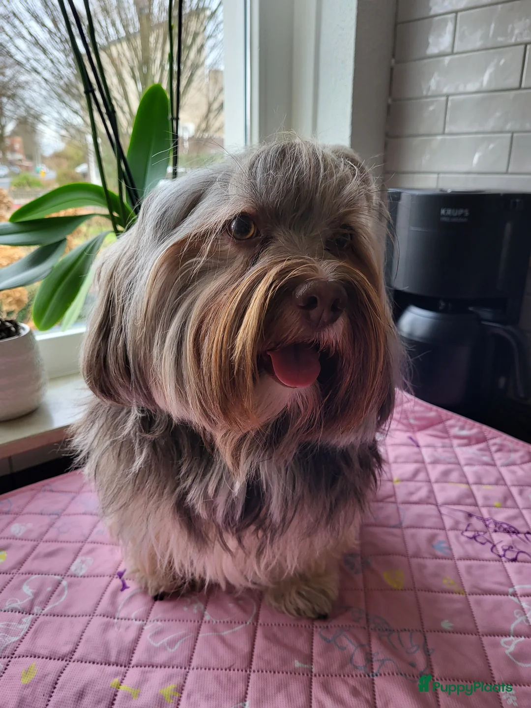 Havanezer honden te koop: Havanezer pups met FCI stamboom - Advertentie 1