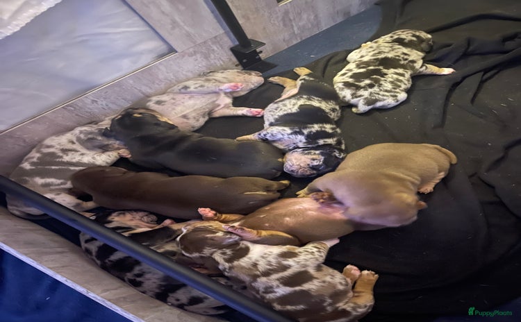 Amerikaanse Bully honden - Advertentie 1