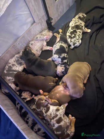 Amerikaanse Bully honden - Advertentie 1