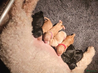 Labradoodle honden Mini Labradoodle pups. ALLEMAAL GERESERVEERD - Advertentie 10